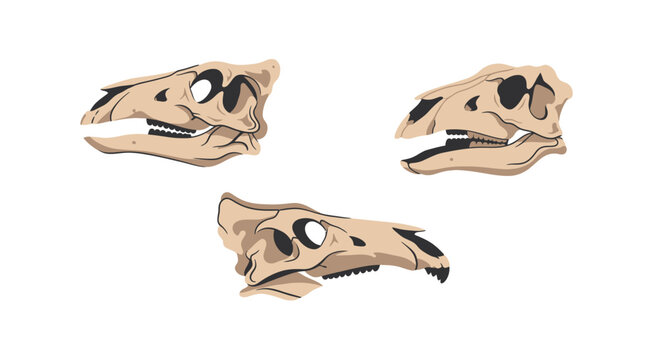 Dinosaur Skull Illustrations: Three Views of a Fossilized Hadrosaur Skull