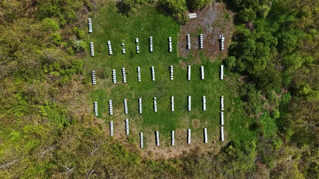 A large bee apiary is set up in an open field. Multiple beehives are arranged in neat rows on green grass under a clear sky. Trees surround the area providing shade.