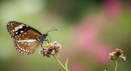 Fototapeta premium A stunning close up captures a vibrant common buckeye butterfly delicately perched on a cluster of tiny textured wildflowers in a garden