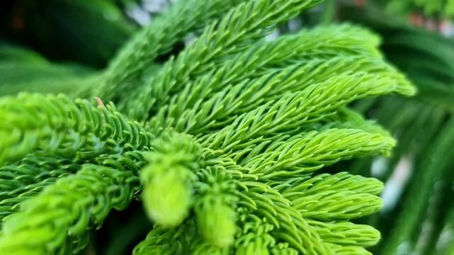 A macro close-up captures fresh, vibrant green, soft-tipped needle clusters of a Norfolk Island pine (Araucaria heterophylla), radiating outward with fine layered textures against leafy background.