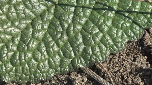 Close-up macro shot of textured green leaf surface with visible veins and natural patterns on dry soil outdoors