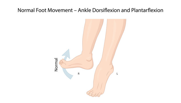 Normal Foot Movement &ndash; Ankle Dorsiflexion and Plantarflexion
normal ankle movements including dorsiflexion and plantarflexion of the foot in anatomical position.