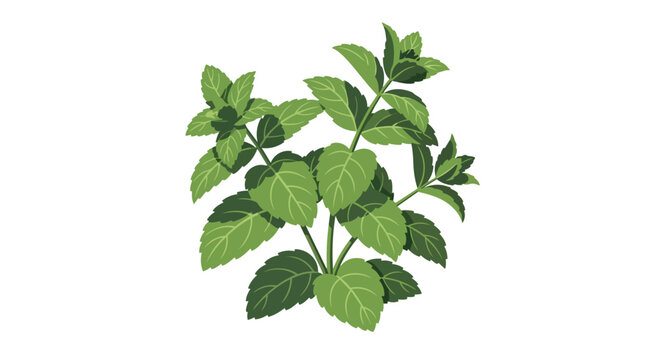 Fresh green mint plant illustration with vibrant peppermint leaves isolated on white background for culinary and medicinal concepts