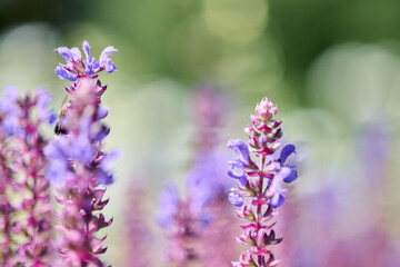 Obraz premium Close-up of blooming salvia flowers with soft green bokeh background
