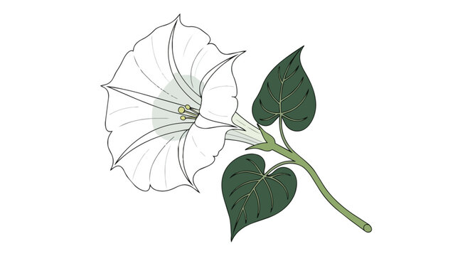 White Trumpet Moonflower Datura Stramonium Illustration with Green Leaves Isolated on White