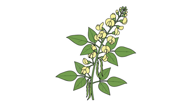 Yellow wildflower botanical illustration featuring green leaves and flowering stems on a clean white background