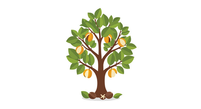 Shea tree illustration with green leaves and ripe fruit nuts on white background, organic source for shea butter and natural cosmetics