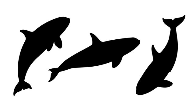 Orcas swimming against a studio background. They form a diagonal trio conveying playful motion.