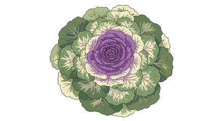 Obraz premium Botanical Illustration of an Ornamental Purple Cabbage Plant in Top Down View Isolated on White Background