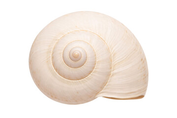 Obraz premium A detailed close-up of a light beige spiral snail shell against a black png isolated transparent