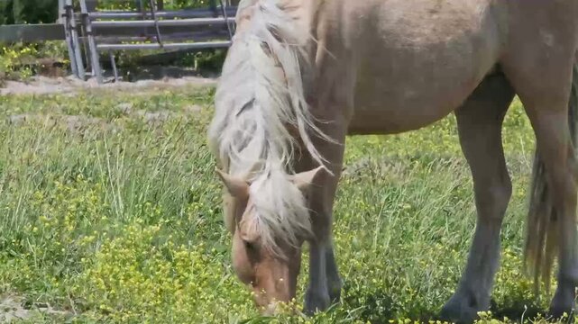 Light brown pony grazing in corralled pasture with yellow flowers on Ocracoke Island, NC. 