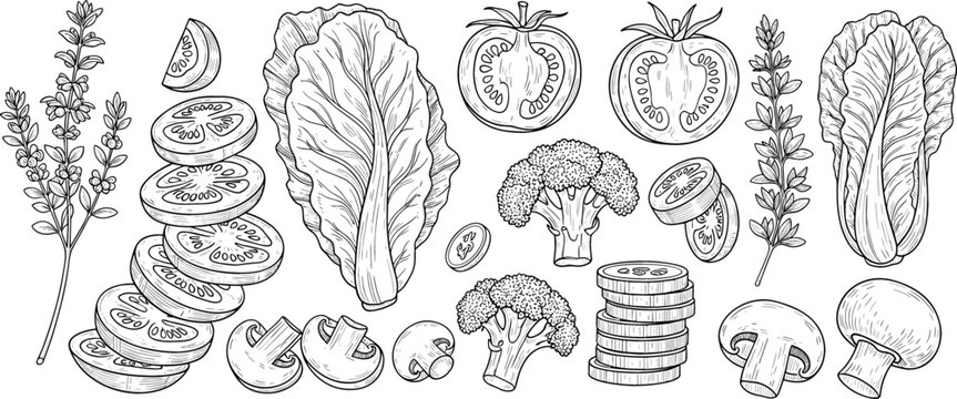 Hand drawn vegetables collection with tomato mushroom broccoli lettuce and herbs, detailed black and white engraving style vector illustration for organic food design