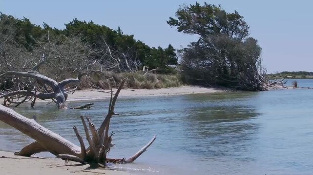Quite cove with ocean surf lapping amid dead picturesque tree stomps on shore. 