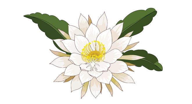 White Queen of the Night Flower Illustration with Green Leaves on Isolated White Background