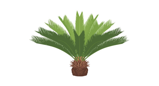 Sago Palm Cycas Revoluta Tropical Plant Illustration Isolated on White Background