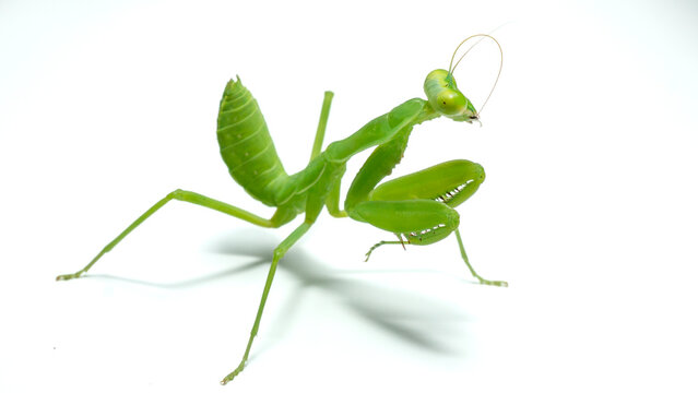 Praying mantis (Mantodea) in aggressive or defensive posture isolated on white background.