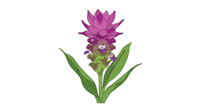 Vibrant Pink Siam Tulip Curcuma Alismatifolia Flower Illustration on White Background