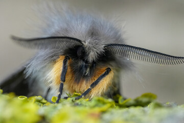 Facial closeup on a muslin moth Diaphora mendica with spread antenna © Henk