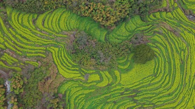 Aerial View of Rapeseed flowers Fields in Huangling Village, Wuyuan, Jiangxi Province, China