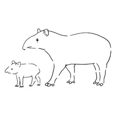 Obraz premium Wildlife family tapir stroke