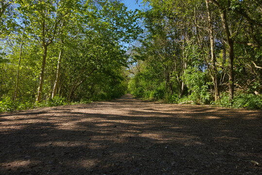 Ferry Meadows Country Park, Peterborough, England, UK - April 24 2026: Wide straight forest bridal way in spring with dappled sunlight through the trees - low to the ground