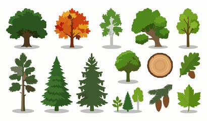 Deciduous and coniferous trees vector set flat biology illustration © MstLiza