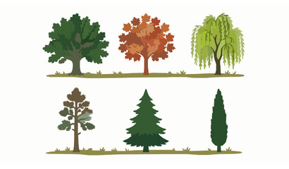 Tree types vector deciduous coniferous flat illustration educational set © MstLiza