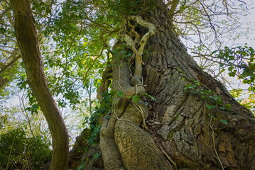 Fototapeta premium Ferry Meadows Country Park, Peterborough, England, UK - April 24 2026: The trunk of another tree growing up a larger tree deep in the forest
