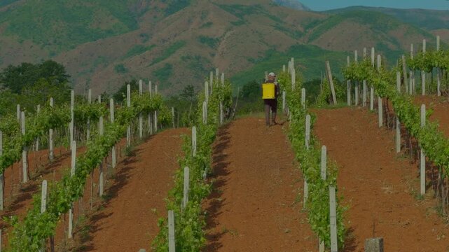 A telephoto view of a farmer wearing a backpack sprayer, walking through vineyard rows to treat grapevines against a backdrop of rolling mountains.
