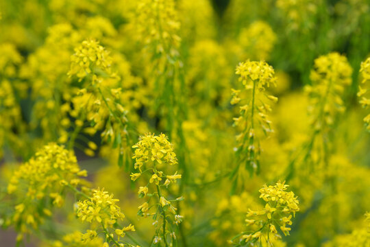 Closeup on the vibrant yellow flowers of the dyer's woad or glastum, Isatis tinctoria