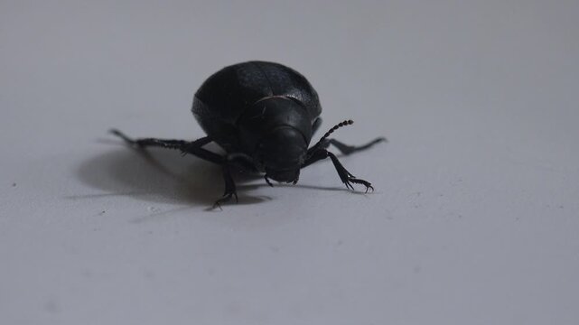 Macro close-up of a black darkling beetle on a clean grey studio background, slowly moving its legs and antennae without walking