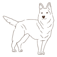 White shepherd dog stroke © Vexels