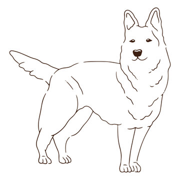 White shepherd dog stroke