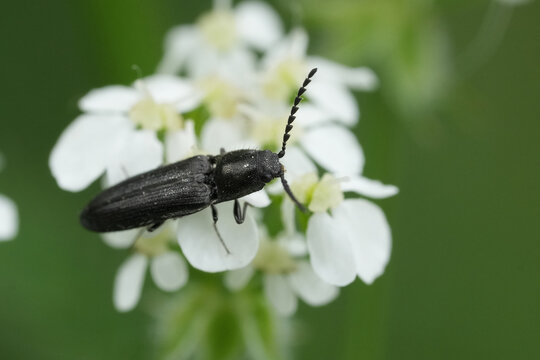 Closeup on a small dark cliking beetle, Limonius minutus on a white flower