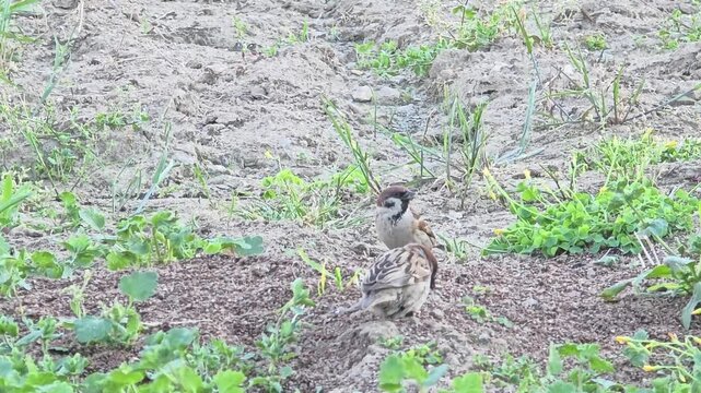 
A Group of Tree Sparrows Foraging on Rapeseed Residue in a Garden at Sunset
#014


