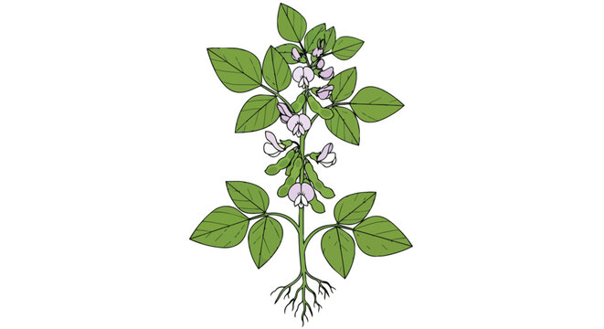 Botanical Illustration of a Soybean Plant with Green Leaves Flowers and Root System Isolated on White