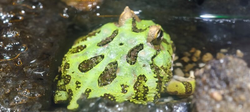 Close-up of a Pacman frog (Ceratophrys), a bright green frog with dark brown markings, partially submerged in water. The textured skin and protruding eyes highlight its natural camouflage.
