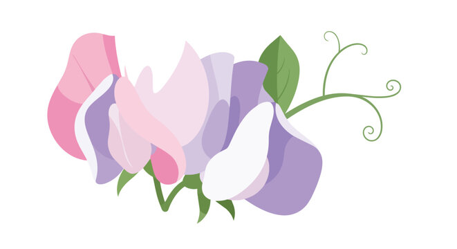 Sweet Pea Flower Illustration with Purple and Pink Petals and Green Vine Tendrils Isolated on White Background