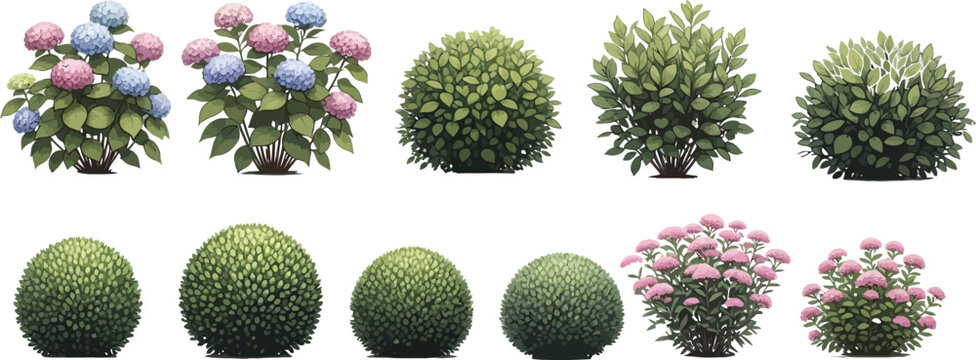 Set of garden bushes and flowering hydrangea shrubs isolated on white background for landscape design vector illustration