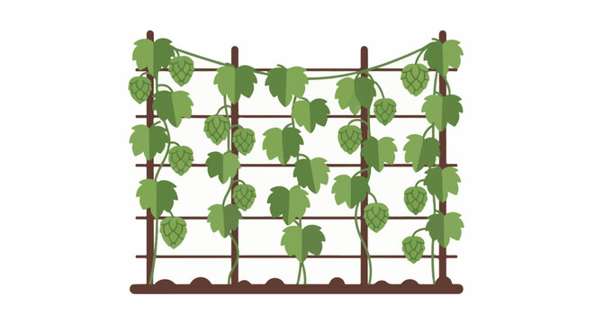 Green hop plants with cones grow upwards on a trellis structure