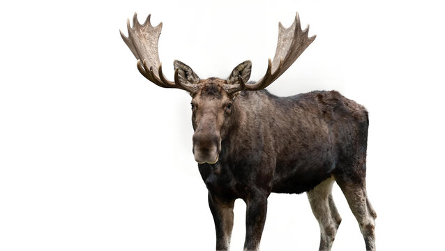 Majestic Bull Moose with Large Antlers Standing Isolated on White Background