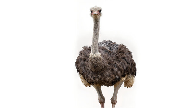 Front View of Adult Ostrich Standing Isolated on White Background