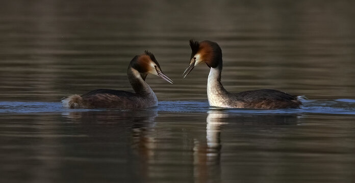 two ducks in the water