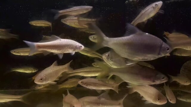 School of Fish Swimming in Dark Water Aquarium Underwater Wildlife Scene