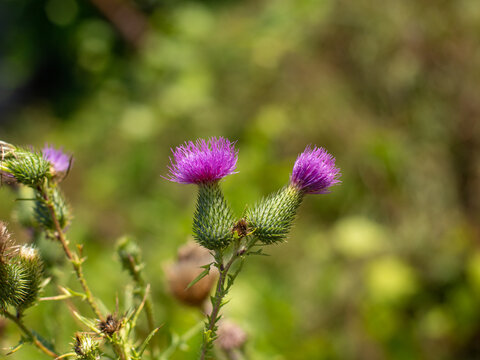 The thistle flower, a traditional symbol of Scotland