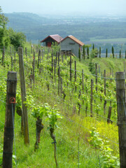 Naklejka premium Ihringen Kaiserstuhl Germany Vineyard Hillside View