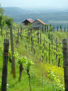 Ihringen Kaiserstuhl Germany Vineyard Hillside View