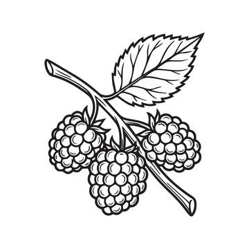 Black and white line drawing of raspberry branch with three berries and serrated leaves in detailed botanical illustration style