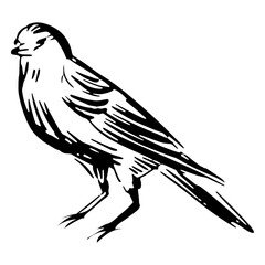 Fototapeta premium Hand-drawn isolated bird