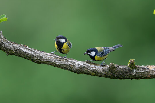 great tit parus major